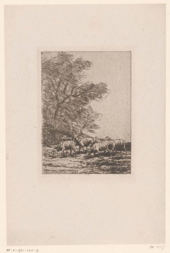 Flock of Sheep