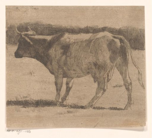 Cow in a Meadow