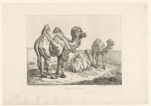 Dromedary and two camels