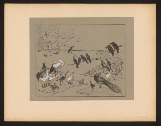 Group of various birds and a frog