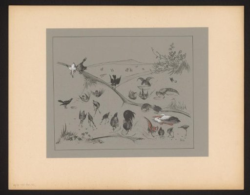 Various bird species digging in the earth