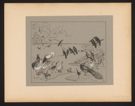 Group of various birds and a frog