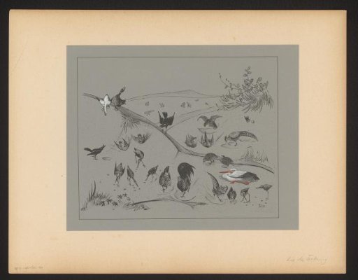 Various bird species digging in the earth