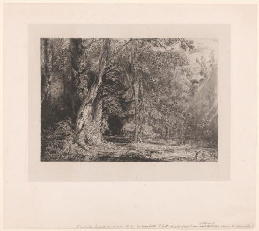 Forest view