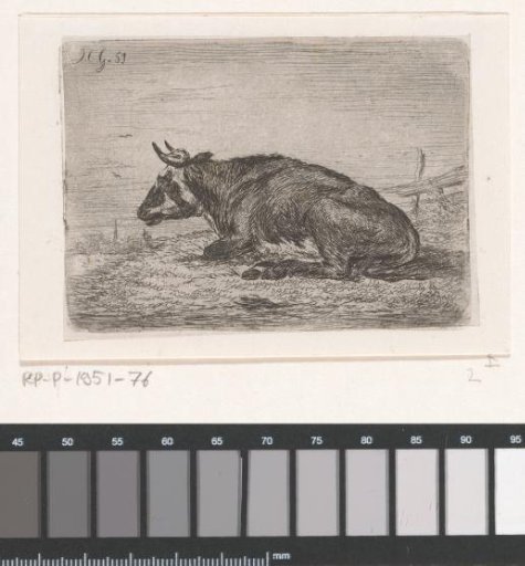 Recumbent cow