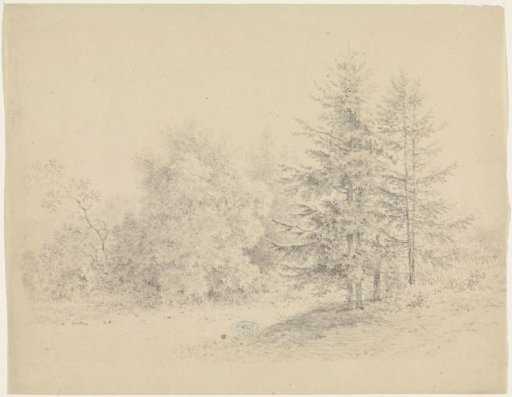 Forest View with Pine Trees