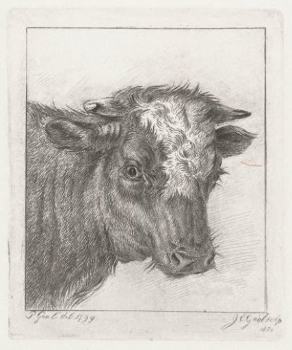 Head of a cow with a white collar