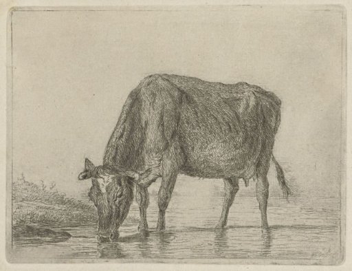 Drinking cow
