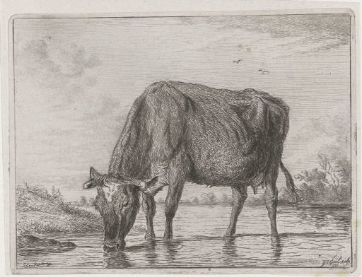 Drinking cow