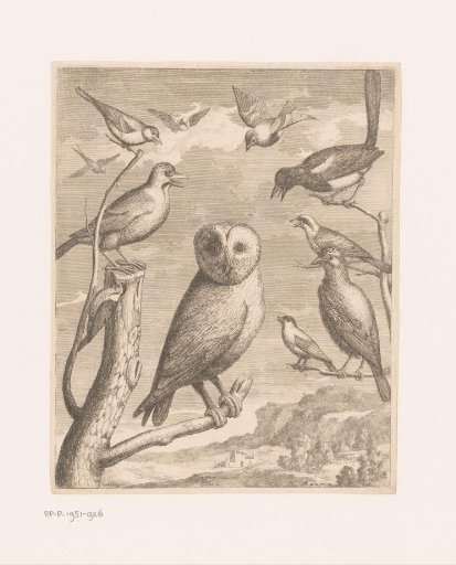 Owl and other birds