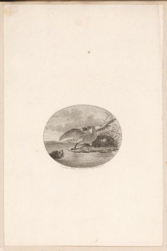 The Threatened Swan