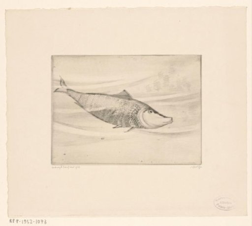 Sardine