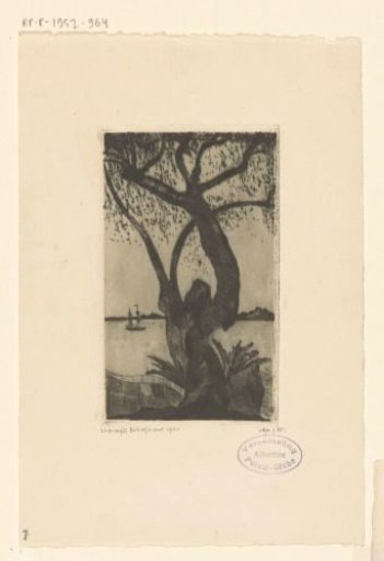 Olive tree in Corsica