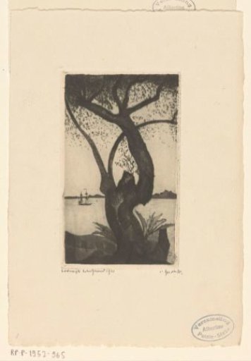 Olive tree in Corsica