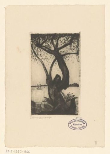 Olive tree in Corsica