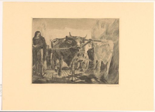 Two oxen before a cart