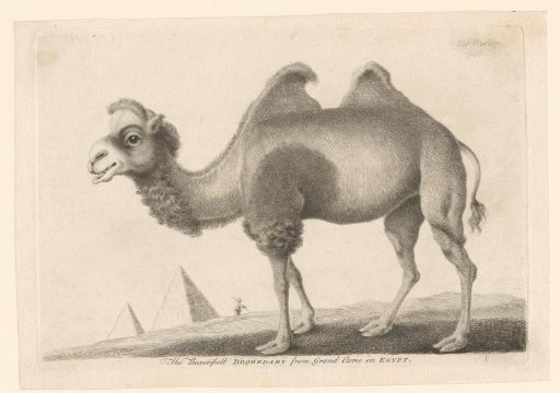 Standing Camel