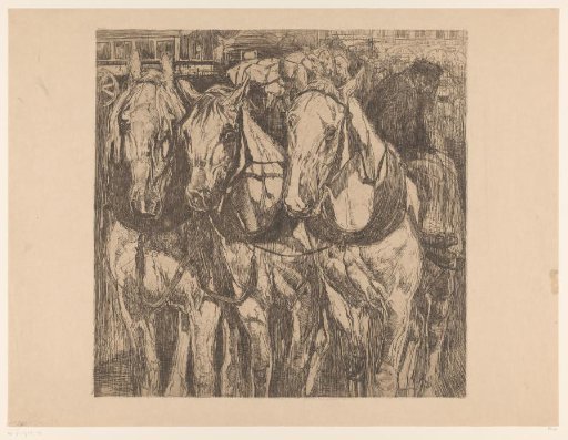 Three draught horses