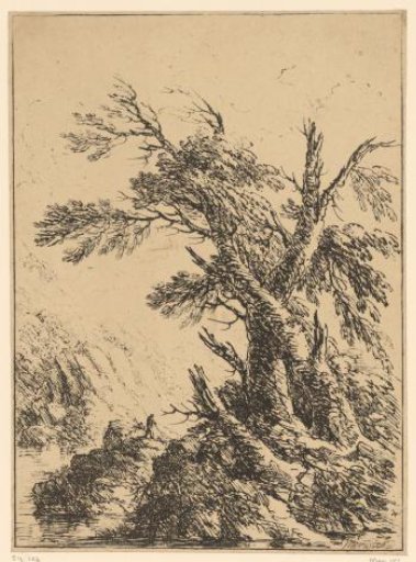 Tree study