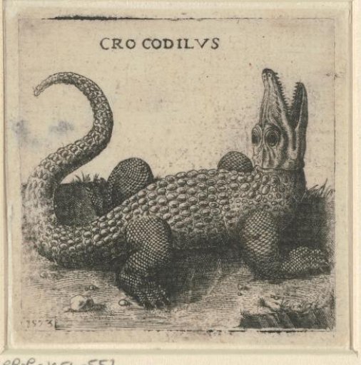 Crocodile