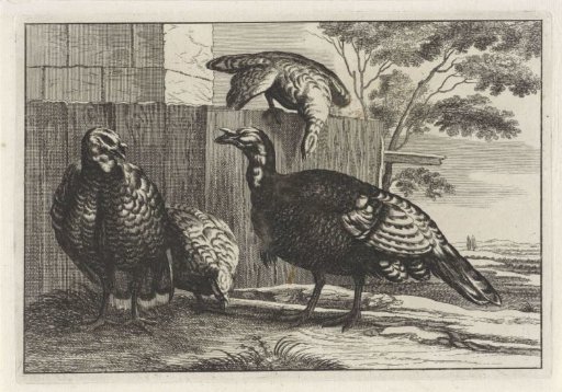 Four Turkeys