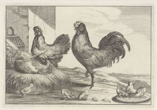 Hen, Roosters and Chicks