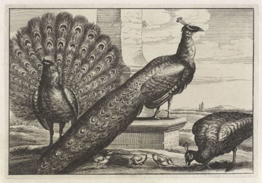 Three Peacocks