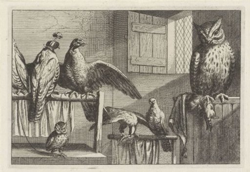 Owls, Falcons or Hawks