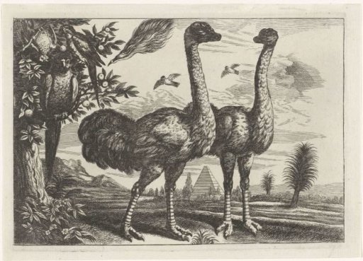 Two Ostriches and Some Parrots