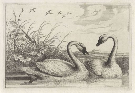 Two Swans