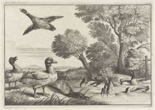 Ducks