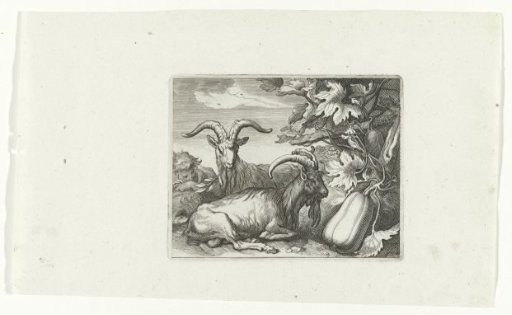 Goats and Calabash
