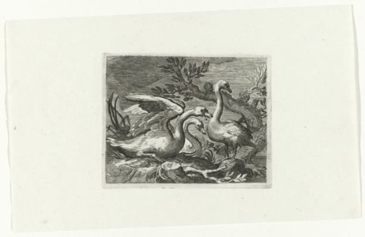 Swans