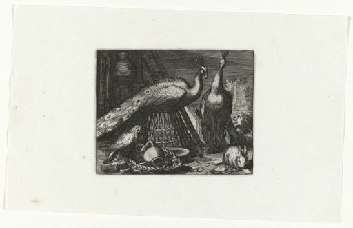 Peacocks