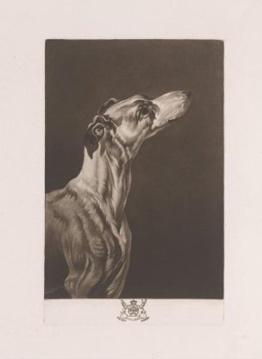 Dog's head