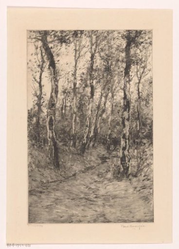 Tree Avenue with Birches
