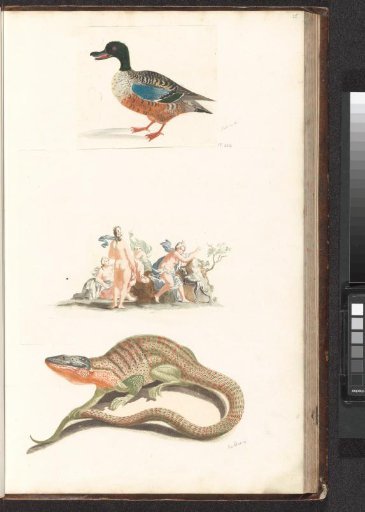 Lizard