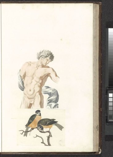 Torso of a Naked Man with a Drapery Over One Arm