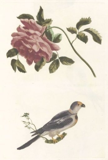 Rose and Parakeet