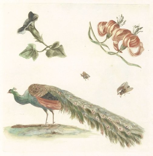 Windflowers, Lilies, Two Flies, and a Peacock