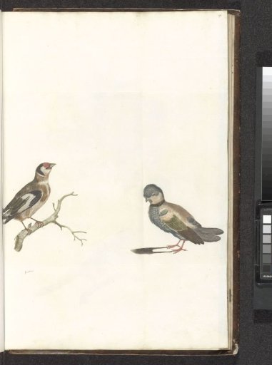 Siskin or Thistlefinch on a Branch and a Standing Bird Facing Left
