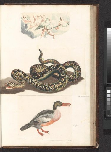 Snake