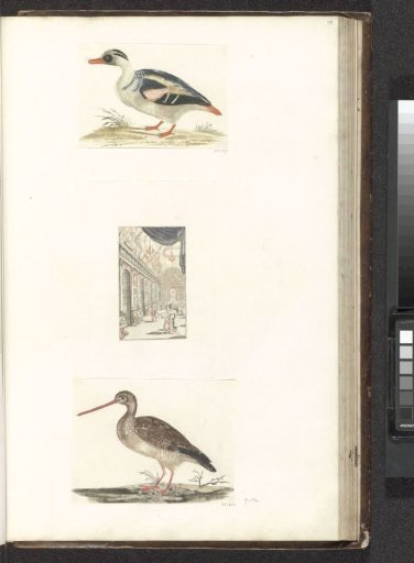 Standing duck with white breast facing left