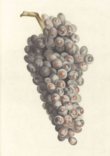 Bunch of grapes