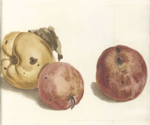 Quince and two apples