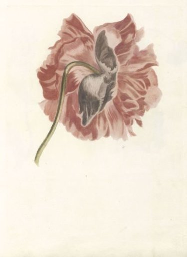 Peony