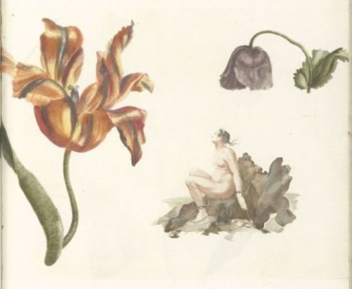 Tulip, poppy, and Andromeda