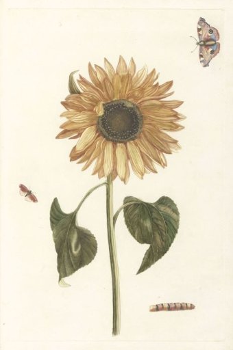 Sunflower, caterpillar, and two butterflies