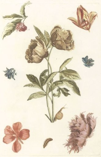 Various flowers and a caterpillar