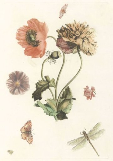 Three poppies, two butterflies, a fly, and a dragonfly